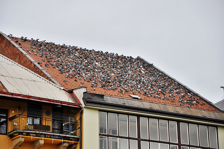 A2B Pest Control are able to install spikes to deter birds from roofs in Maltby. 